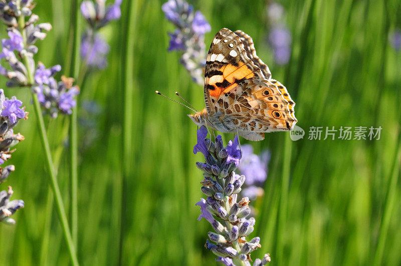 英国，Painted Lady Butterfly